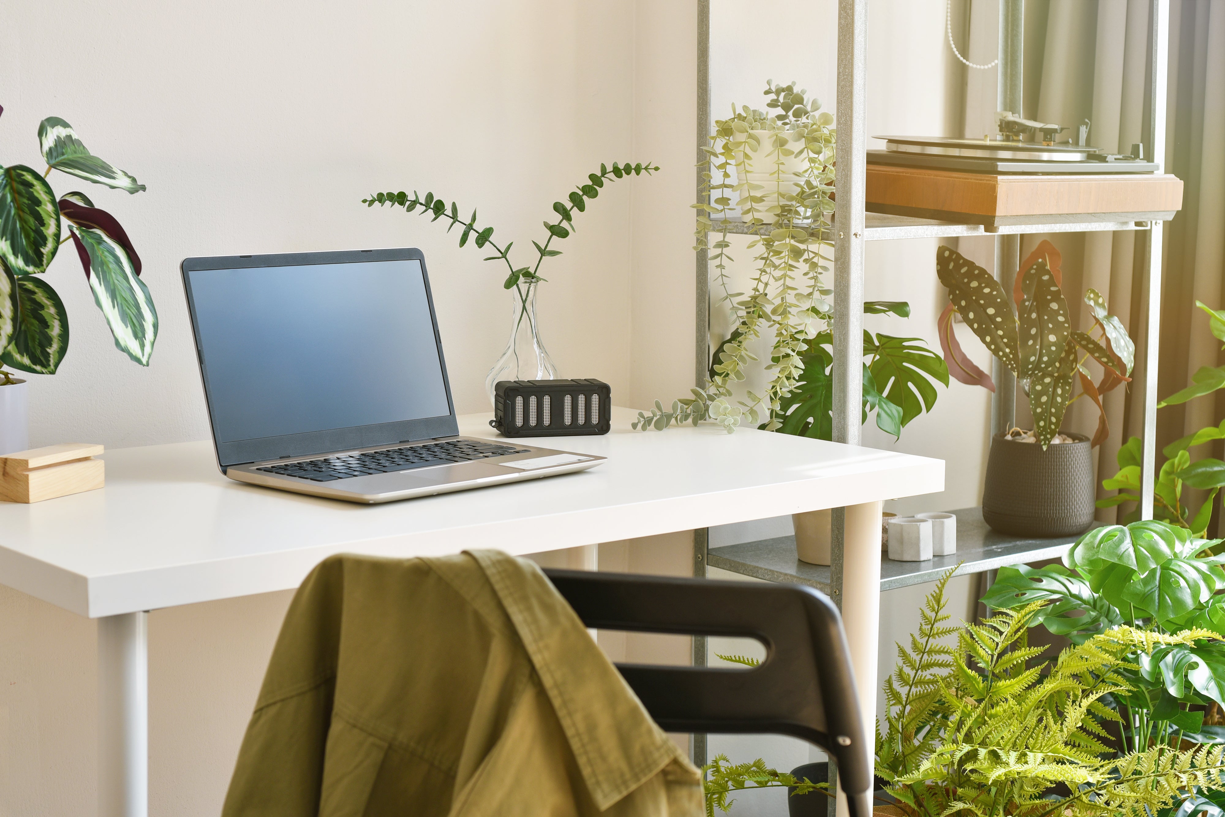 5 Easy-Care Houseplants to Keep in Your Office